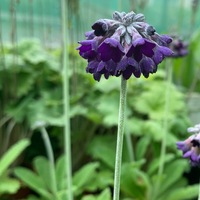 Primula capitata mooreana